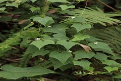 Gymnopetalum wightii